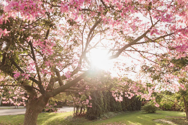 istock Magical Pink Silk Floss Tree in Full Bloom in the Fall in South Florida 1352490884
