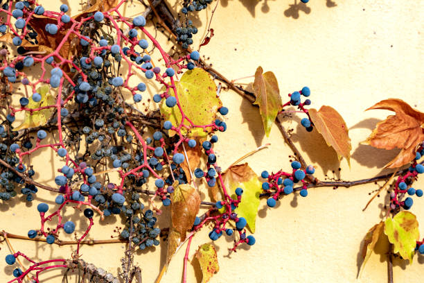 blaue traubenbeere von roten wildreben, die an der gelben wand eines hauses wachsen - berry vine stock-fotos und bilder