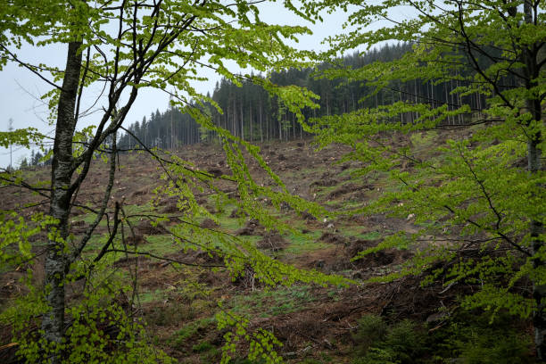 istock Massive deforestation in Ciucas Mountains, Romania. 1352492172