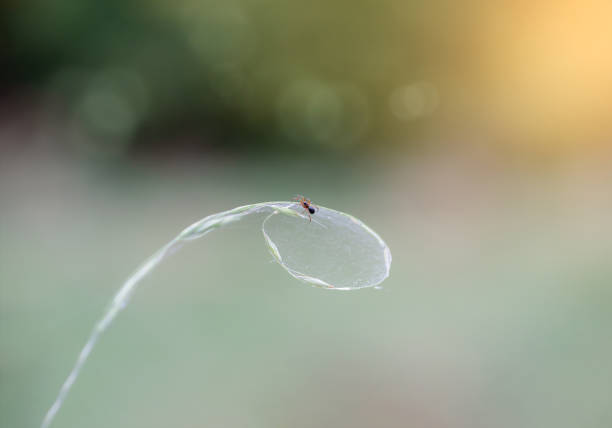 Small spider climbing on web with blurry background, Depth of field Insect in Autumn, Fall Wilde animal