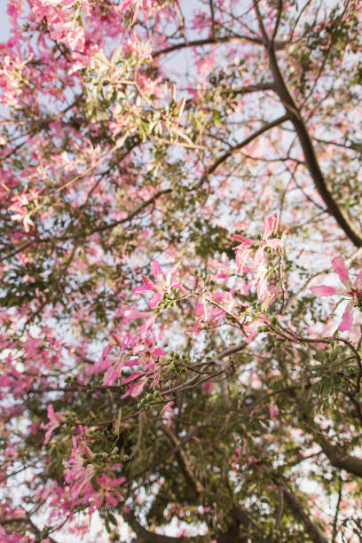 istock Magical Pink Silk Floss Tree in Full Bloom in the Fall in South Florida 1352492361