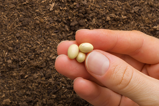 Young adult woman fingers holding and showing dry white bean seeds on fresh dark soil background. Closeup. Preparation for garden season in early spring. Top down view.