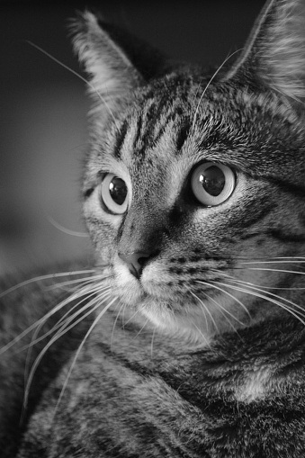 A photo of a cat in black and white