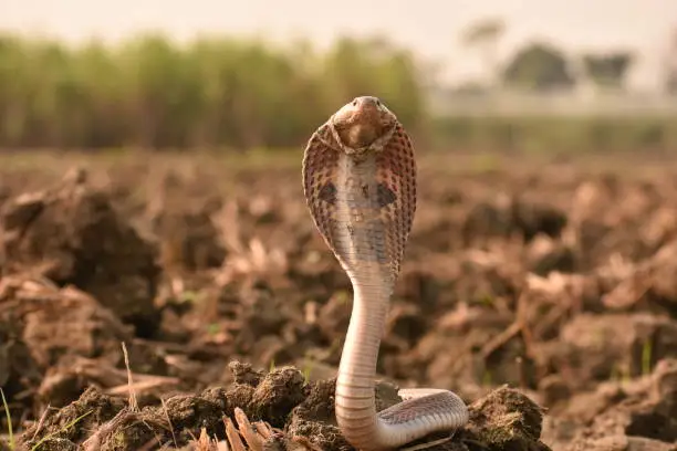cobra, any of various species of highly venomous snakes, most of which expand the neck ribs to form a hood. While the hood is characteristic of cobras, not all of them are closely related. Cobras are found from southern Africa through southern Asia to islands of Southeast Asia.