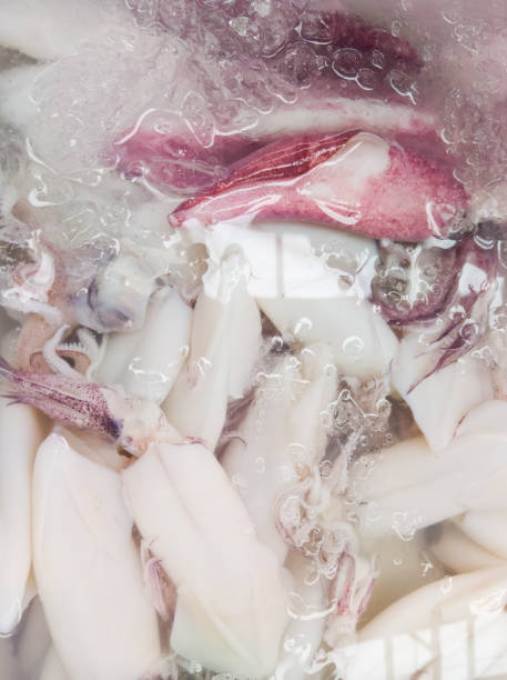 Closeup of the splendid squid in the plastic tray with crushed ice for sale.