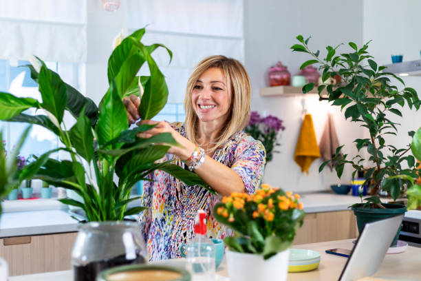 istock Taking care of houseplants 1352495715