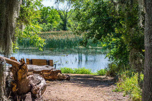 The Willow Lake in Santa Ana NWR, Texas in Alamo, Texas, United States