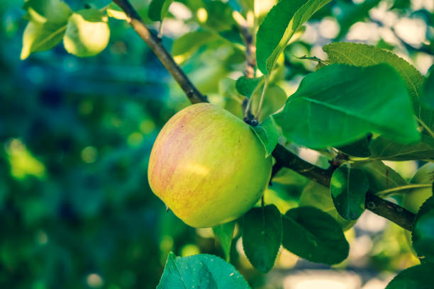 A close-up of apple on an apple tree.