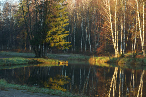 istock Autumn landscape near the pond with reflection of tree trunks 1352497357