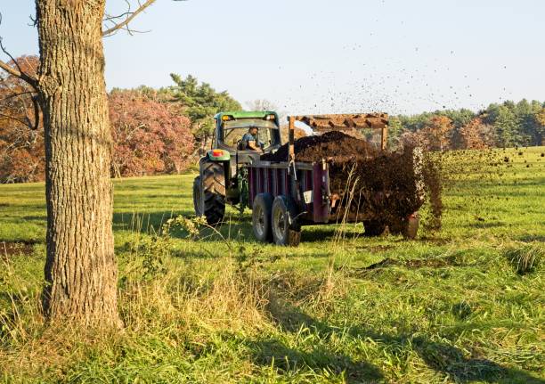 Appleton Farm one of the oldest continuously operating farms in Massachusetts is part of the Trustees of Reservations Appleton Farm one of the oldest continuously operating farms in Massachusetts is part of the Trustees of Reservations. The farm established in 1638 by Samuel Appleton is now a member of the Community Supported Agriculture (CSA) program. cow dung stock pictures, royalty-free photos & images