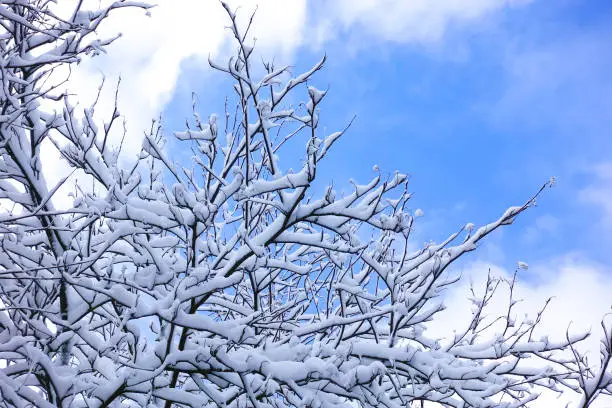 Photo of Snowy forest. Branches covered with snow against the sky
