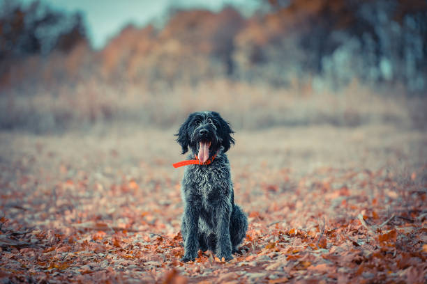 german wirehaired pointer - hunting pheasant duck hunting bird imagens e fotografias de stock