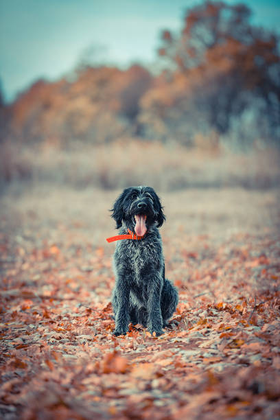 german wirehaired pointer - hunting pheasant duck hunting bird imagens e fotografias de stock