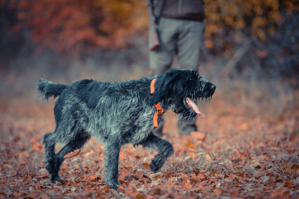 german wirehaired pointer - hunting pheasant duck hunting bird imagens e fotografias de stock