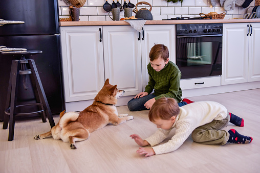 Two brothers play with Shiba Inu dog in a modern kitchen on Christmas Day. The boys are laughing, hugging a pet, waiting for ready-made holiday cookies at the stove. Friendship of children and animals