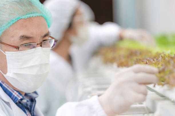 istock scientist senior man checking for harvesting vegetables from hydroponics farm. Hydroponics vegetable farm. Concept of growing organic vegetables and health food. 1352499928