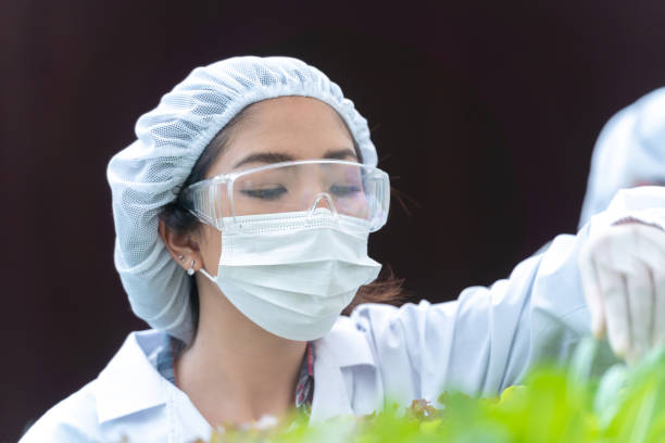 istock scientist woman checking for harvesting vegetables from hydroponics farm. Hydroponics vegetable farm. Concept of growing organic vegetables and health food. 1352500394