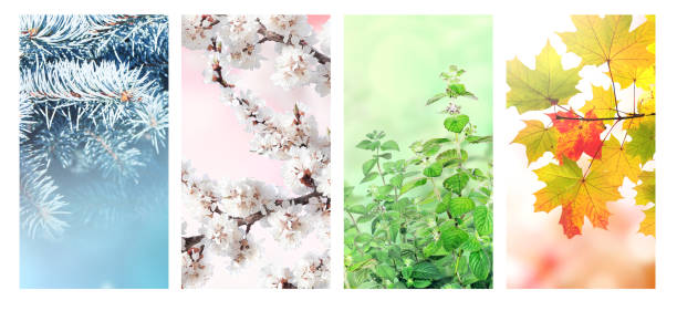 istock Four seasons of year 1352502547