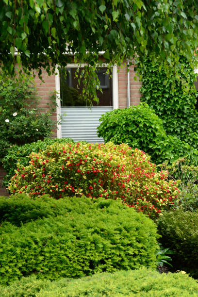 istock Skimmia japonica in a yard. 1352503445