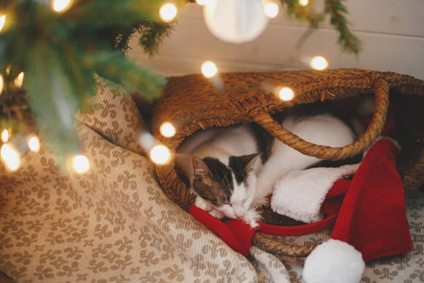 istock Adorable cat sleeping in straw basket with santa hat under christmas tree lights. Cute kitten relaxing in modern decorated festive room. Merry christmas! Pet and winter holidays. Animal calendar 1352503695