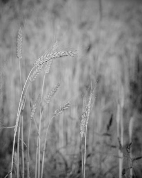 istock Young grain in the field 1352504818