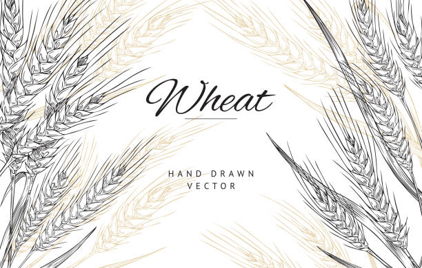 ilustrações, clipart, desenhos animados e ícones de pôster com composição de espinhos desenhados à mão de trigo no vetor de esboço - trigo