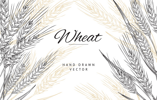 Poster with composition of hand drawn spikelets of wheat in sketch vector illustration isolated on white background. Beautiful ears of ripe wheat for decoration, packaging design of bakery.