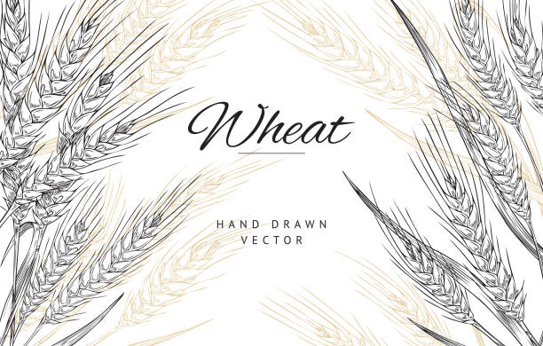 Poster with composition of hand drawn spikelets of wheat in sketch vector Poster with composition of hand drawn spikelets of wheat in sketch vector illustration isolated on white background. Beautiful ears of ripe wheat for decoration, packaging design of bakery. wheat stock illustrations