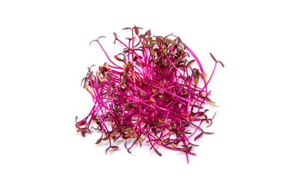 Microgreens amaranth isolate on a white background. Selective focus. Microgreens amaranth isolate on a white background. Selective focus. Food. cress stock pictures, royalty-free photos & images