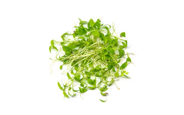 Microgreens parsley isolate on a white background. Selective focus. Food.