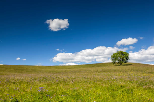 summer meadow with lonely tree - summer solitary tree environment spring imagens e fotografias de stock