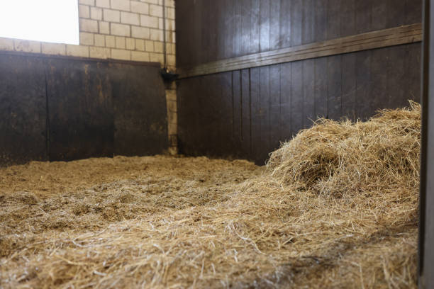 puesto vacío en el establo con primer plano de heno - horse stall stable horse barn fotografías e imágenes de stock