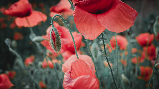 istock Poppy flower in the meadow 1352506629