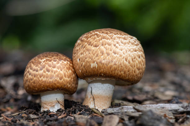 wilde pilze - champignon stock-fotos und bilder