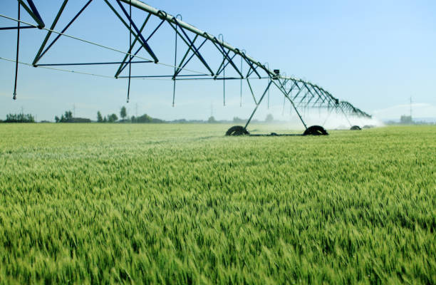 istock An agricultural sprinkler system in a farm field 1352508849