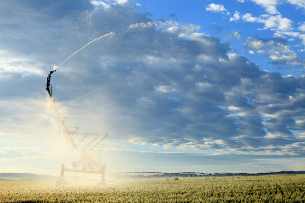 A center pivot sprinkler system irrigating a wheat field, in the fertile farm fields of Idaho.