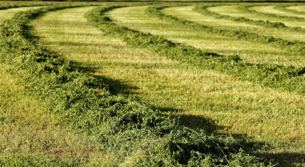 tagliare l'essiccazione del fieno di erba medica. - alfalfa foto e immagini stock