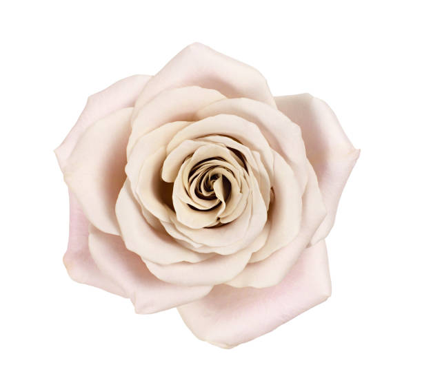 istock Pink and beige rose flower isolated on white 1352509289
