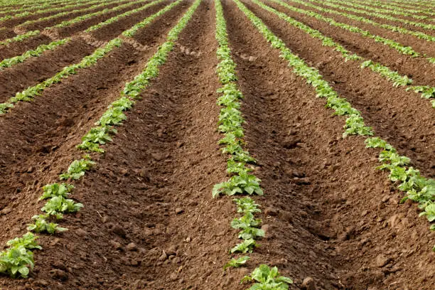 Rows of recently germinated potato plants growing in an Idaho potato field.
