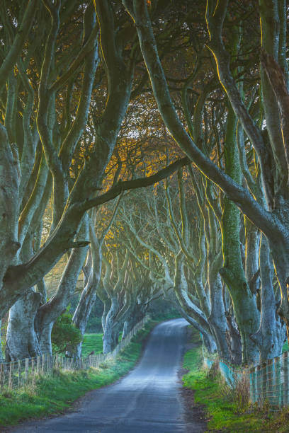 istock Dark Hedges in County Antrim, Ireland 1352509404