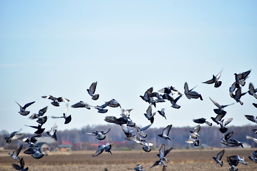 The picture shows a flock of pigeons taking off from the ground.