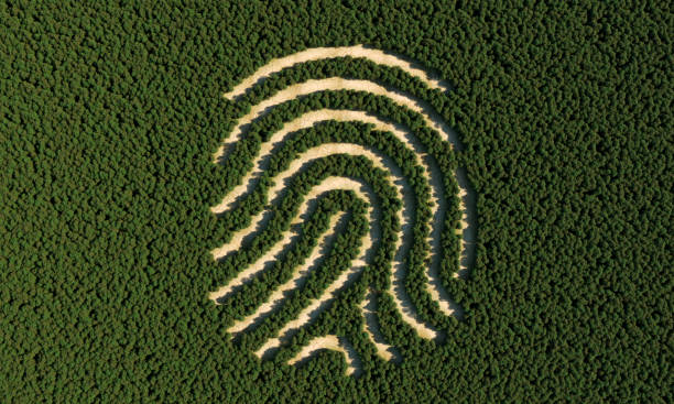 Deforestation in shape of human fingerprint stock photo