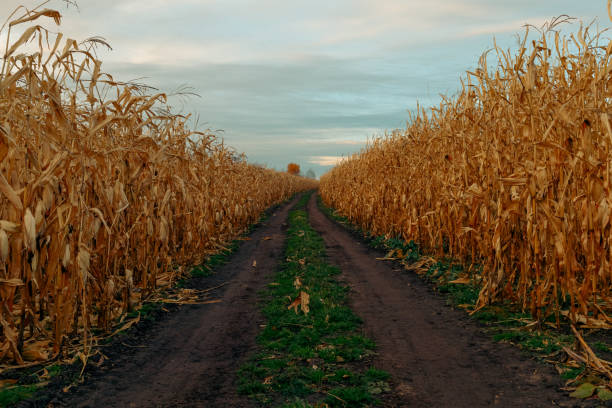 istock Field road between corn. Autumn rural landscape 1352511995