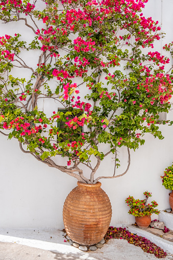Red blooming bougainvillea in amphora on whitewashed wall background. Greek island house typical exterior decoration, Chora village Greece.