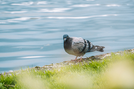 Photography  of a pigeon next to the water /lake.