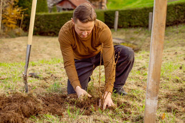 istock Man plants tree in the garden. Nature, environment and ecology concept. 1352515954