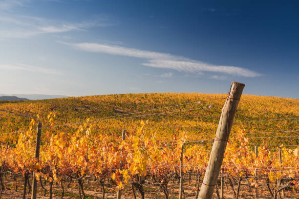 istock View of Autumn vineyard in Navarre (Spain) . 1352517007