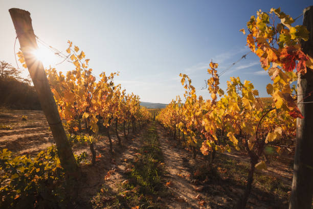 istock View of Autumn vineyard in Navarre (Spain) . 1352517016