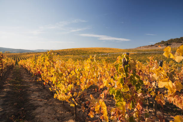 istock View of Autumn vineyard in Navarre (Spain) . 1352517018