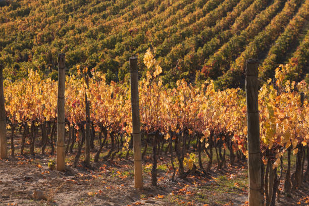 istock View of Autumn vineyard in Navarre (Spain) . 1352517040